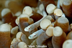 mushroom coral pipe fish...canon EOS 400D, Sea and Sea ho... by Teguh Tirtaputra 